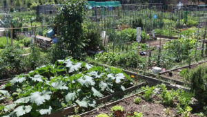 Orticultura a Reggio Emilia, al via le graduatorie per gli orti urbani