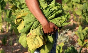 Il leghismo alla reggiana e la lettrice sagace [sic]