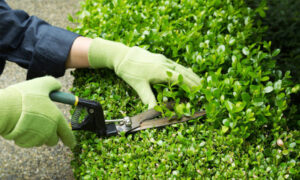 Casalgrande, ordinanza firmata dal sindaco per la cura del verde privato