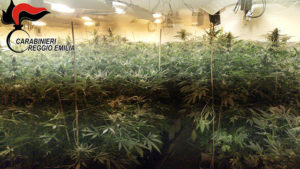 Vedono ladri in casa ma i carabinieri trovano “solo” una mega serra di marjuana: arrestati