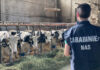 I NAS di Parma sanzionano un allevamento irregolare a Reggio Emilia