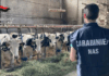 Nas di Parma, sanzioni per irregolarità in allevamenti bovini sull’Appennino reggiano