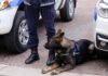 Morto Victor, il cane dell’unitĂ cinofila reggiana della Polizia Locale