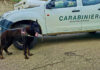A Villa Minozzo allarme esche avvelenate in un parcheggio: il cane antiveleno guida le ricerche