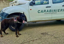 A Villa Minozzo allarme esche avvelenate in un parcheggio: il cane antiveleno guida le ricerche